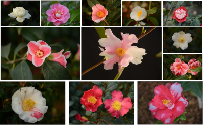 国外部分山茶品种鉴赏.png 国外部分山茶品种鉴赏.png