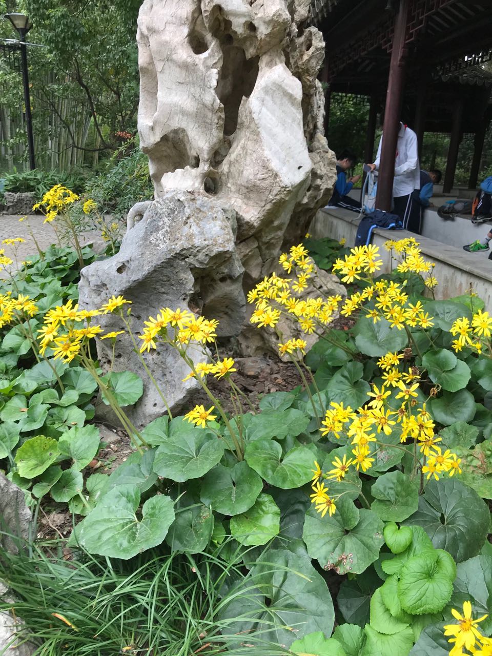 大吴风草1.jpg