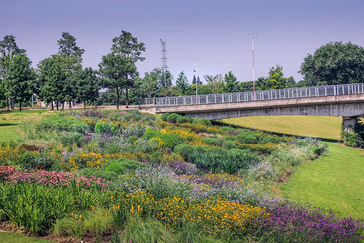 辰山植物园-混合花甸（1）.jpg