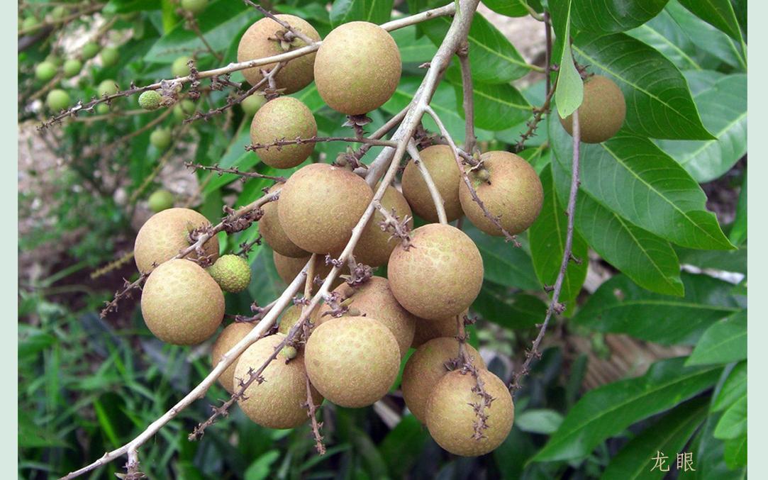 9,龙眼.jpg
