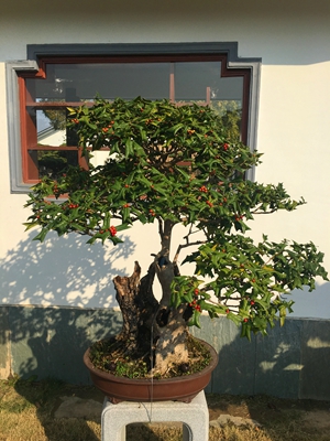 构骨.jpg