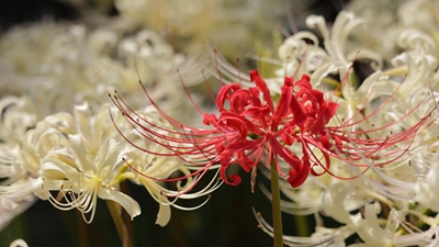 白彼岸花与石蒜.jpg 白彼岸花与石蒜.jpg