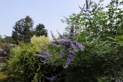 4、穗花牡荆.jpg