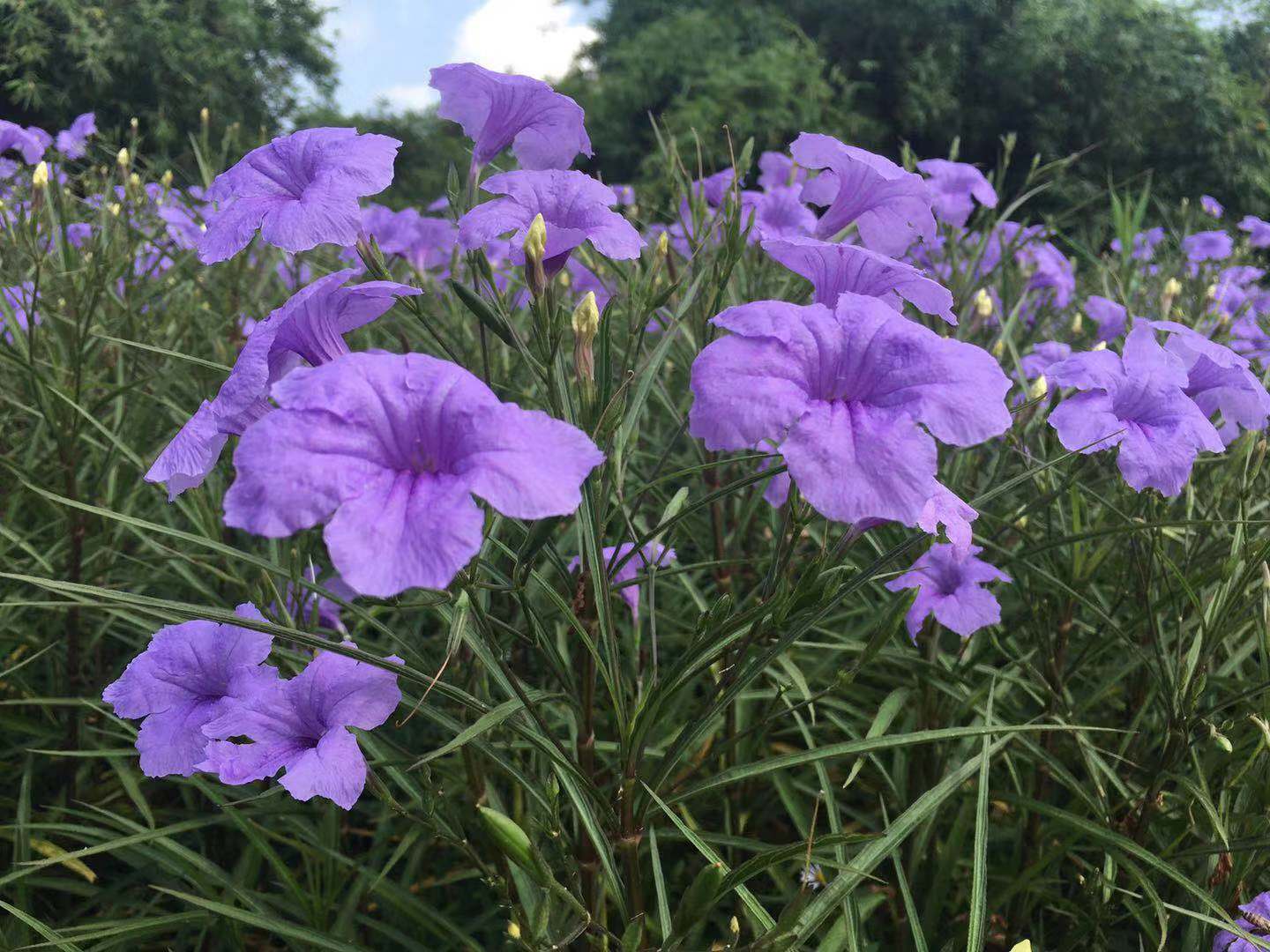 共青森林公园翠芦莉盛开