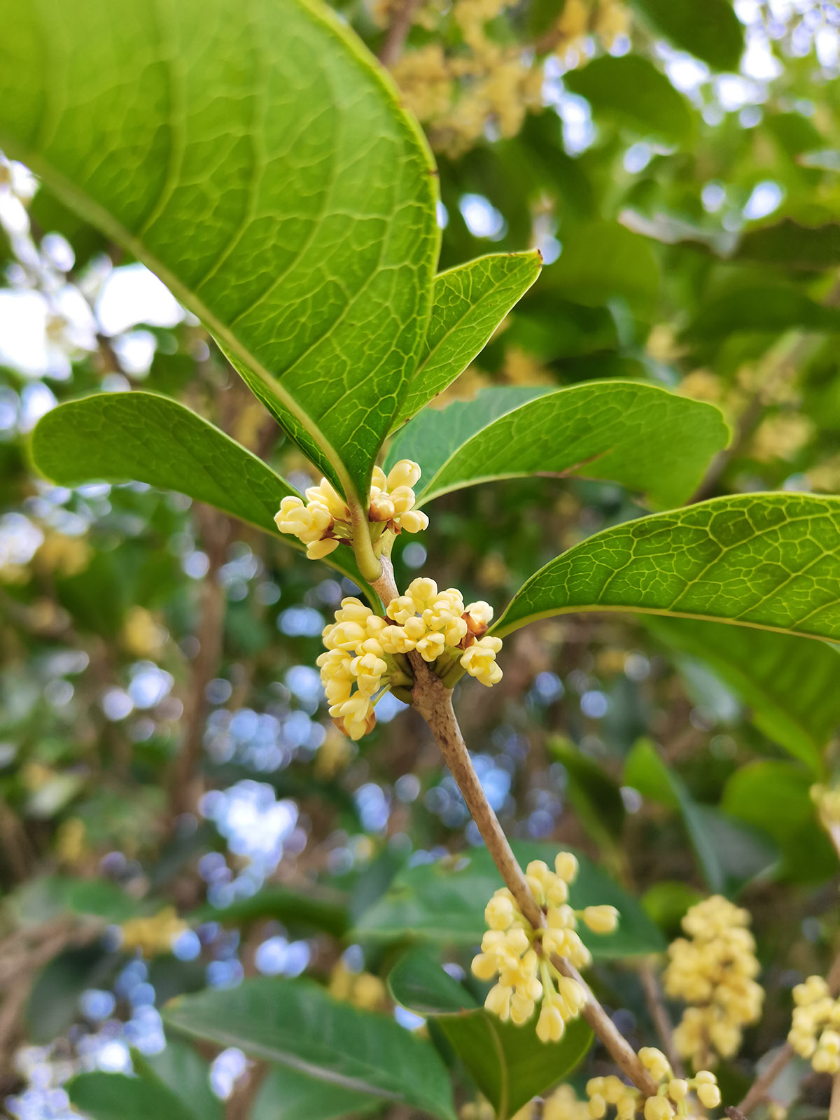 秋風起暗香來襲辰山植物園桂花悄然綻放