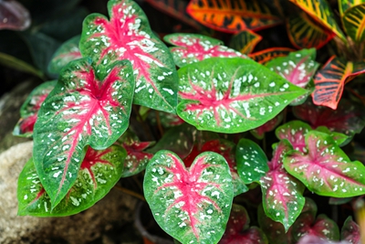 5五彩芋--天南星科五彩芋属 (6).jpg