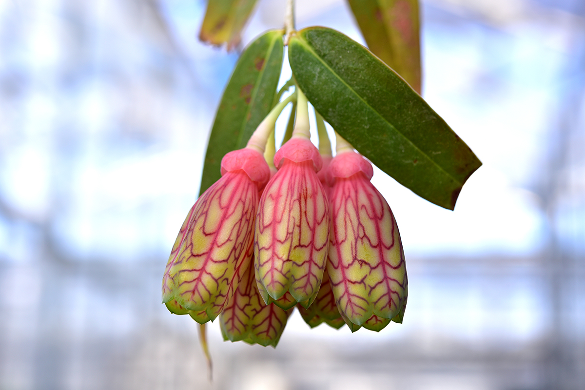 夹竹桃叶树萝卜 (花).jpg