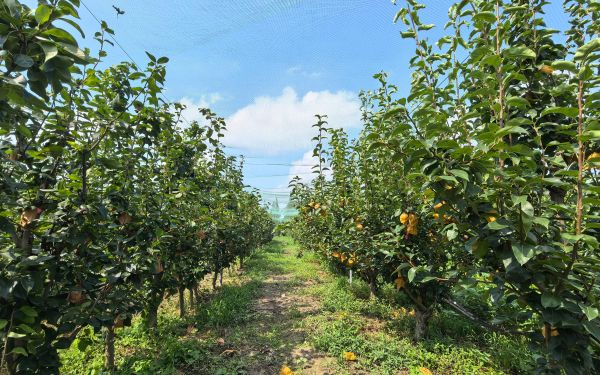 梨品种‘沪福’申报我市林木良种5.jpg 梨品种‘沪福’申报我市林木良种5.jpg