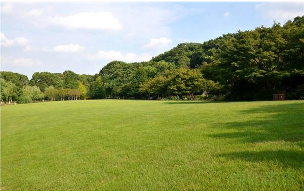 上海方塔园大草坪换新颜迎八方客