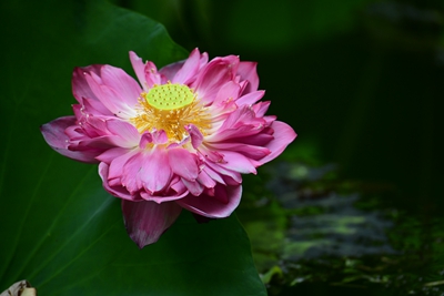 DSC_3728.jpg DSC_3728.jpg