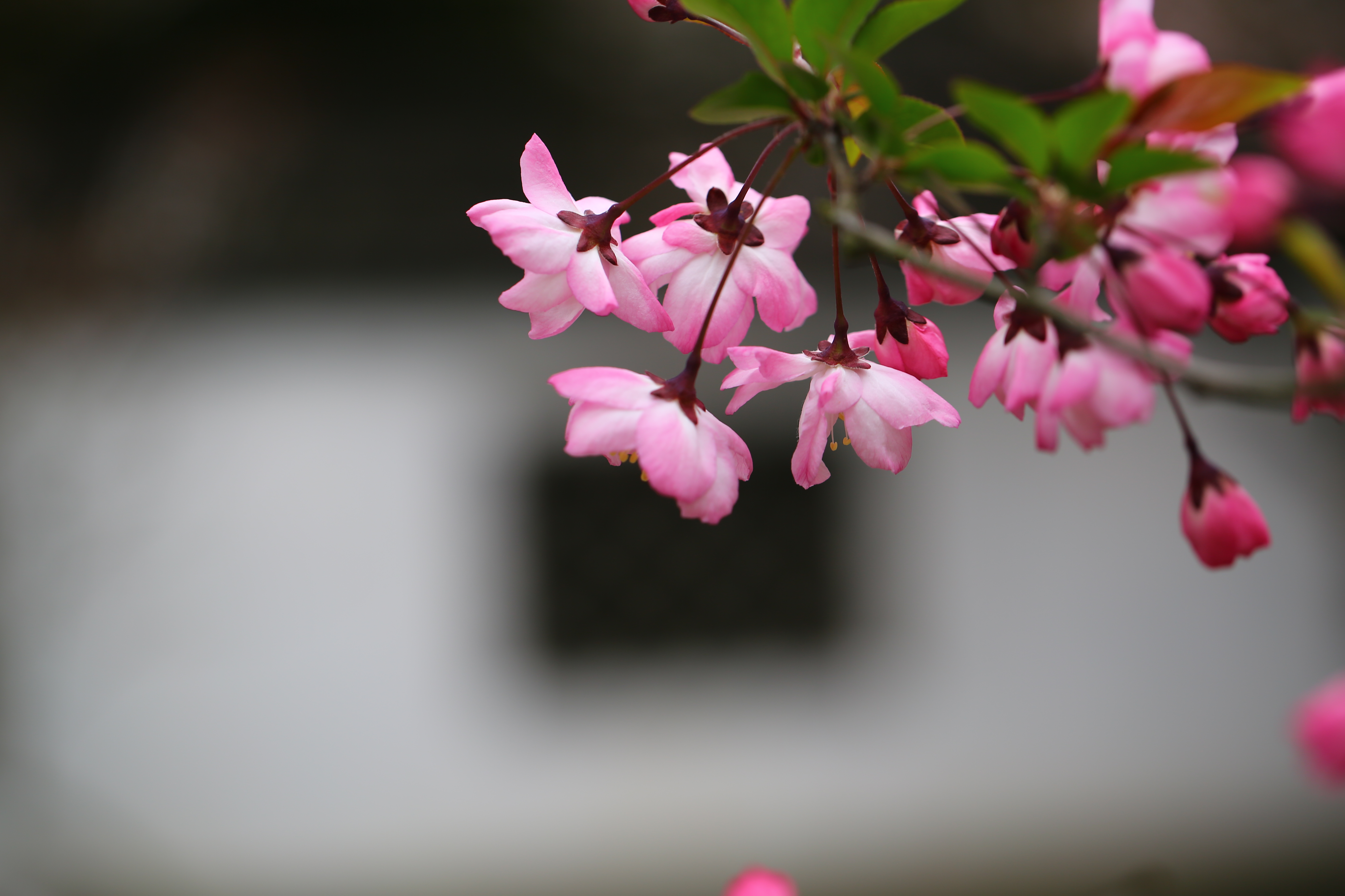 垂柳海棠花图片