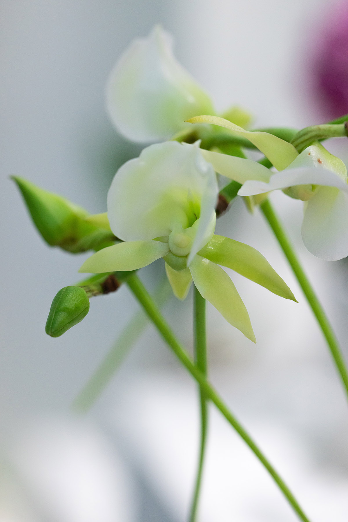 马达加斯加彗星兰 (10).jpg