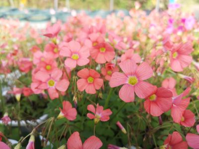 2南瓜饼酢浆草--酢浆草科酢浆草属 (3).jpg