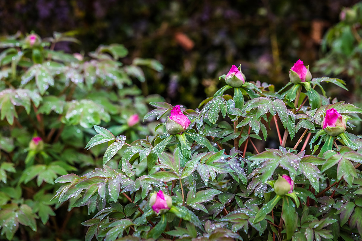 红色礼赞 03.jpg 红色礼赞 03.jpg