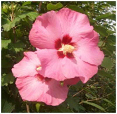 阿弗洛蒂 Hibiscus 