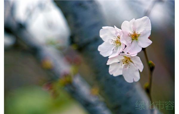 东京樱花.jpg 东京樱花.jpg