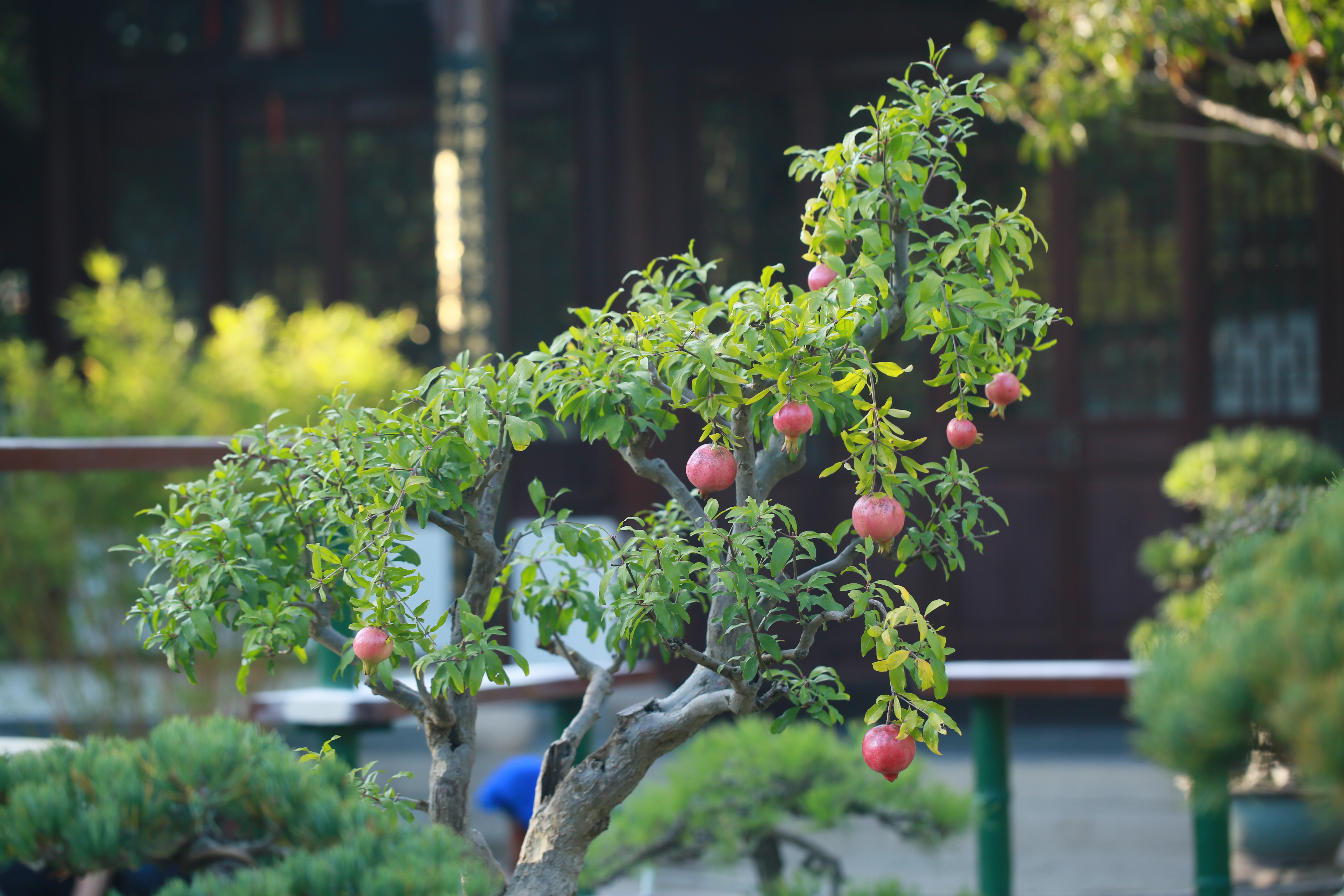 石榴树长什么样子图片