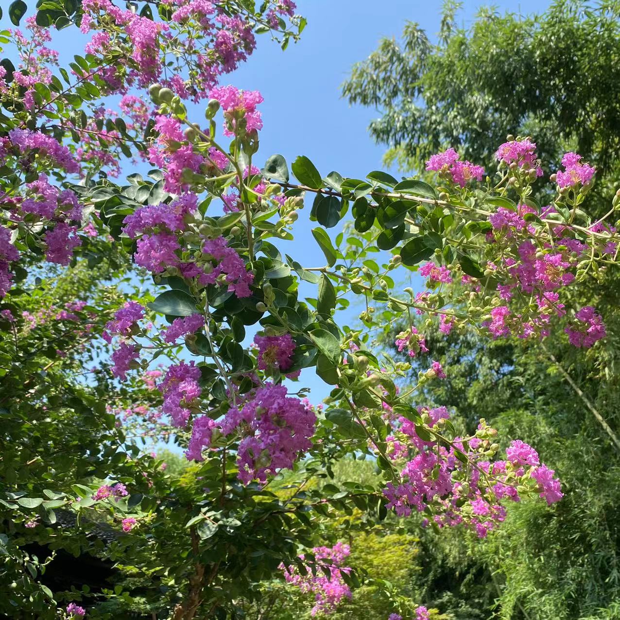 紫薇2.jpg 紫薇2.jpg