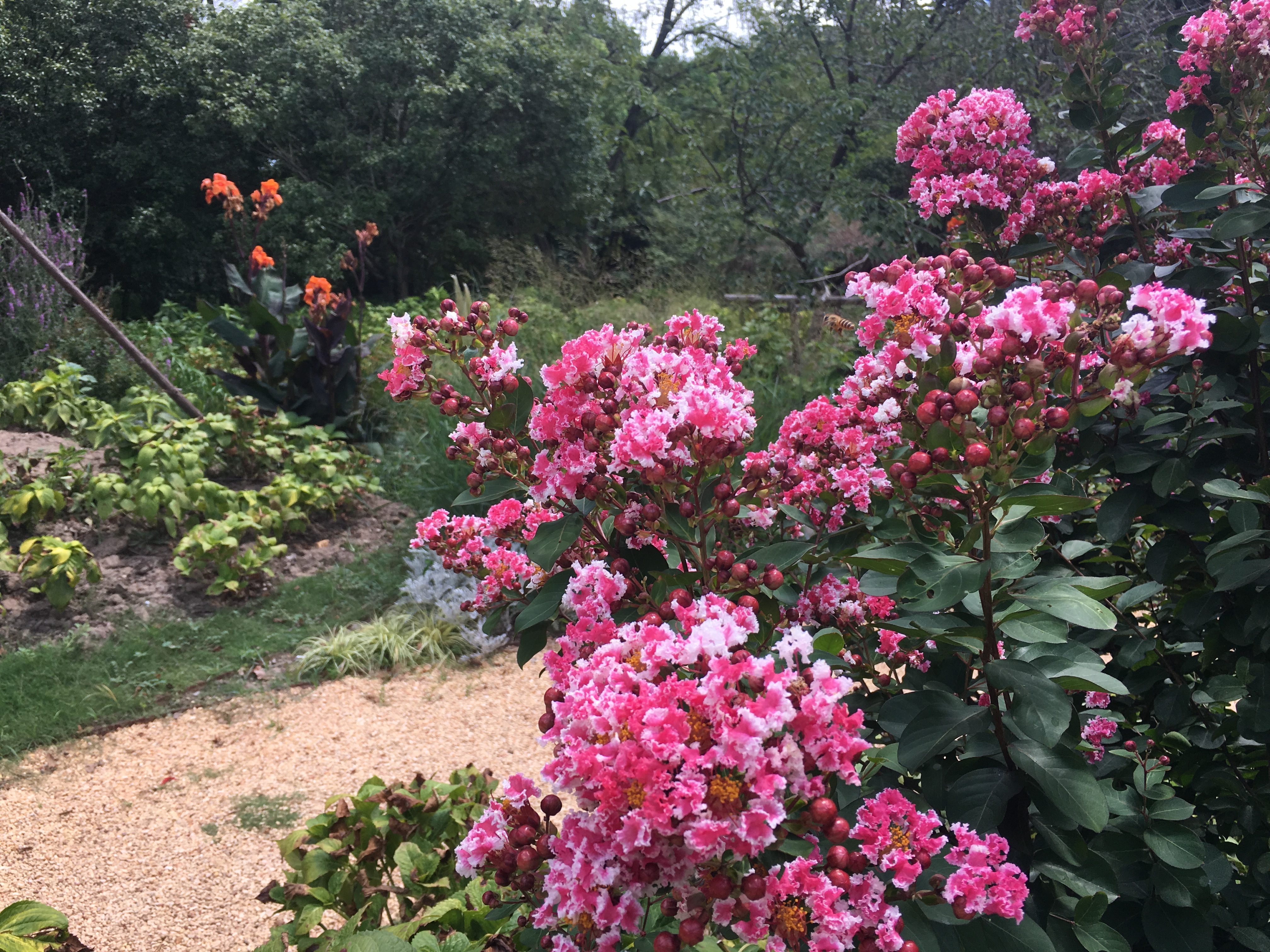 复色矮紫薇花绚丽盛放共青森林公园