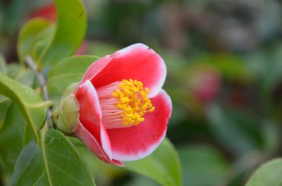 玉之浦.jpg 玉之浦.jpg