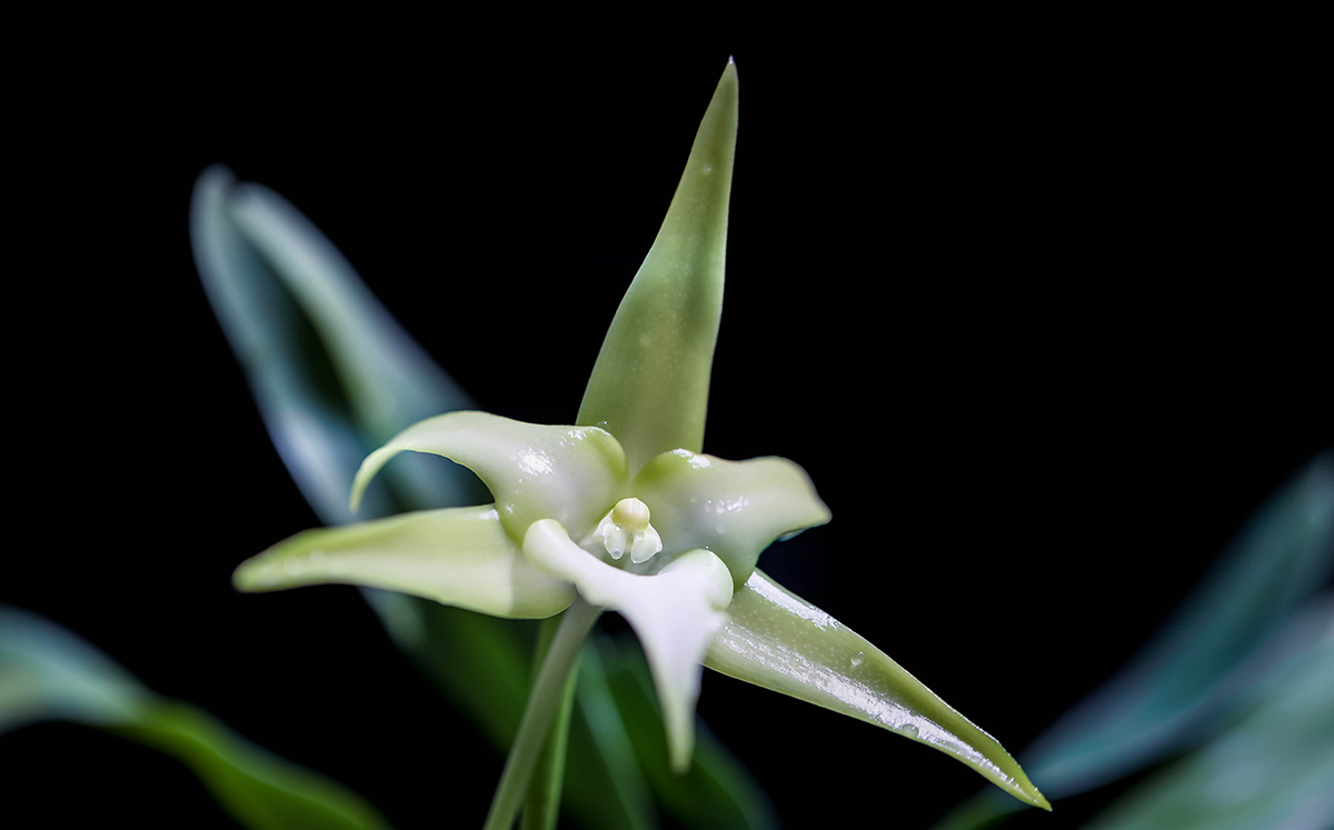 達爾文蘭(angraecum sesquipedale),常稱長距彗星蘭,是馬達加斯加特有