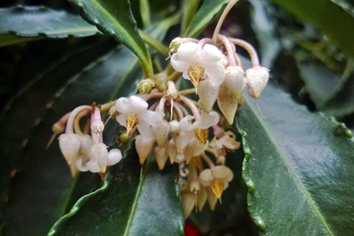 7朱砂根--报春花科紫金牛属 (3).jpg