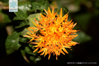 红花2.jpg