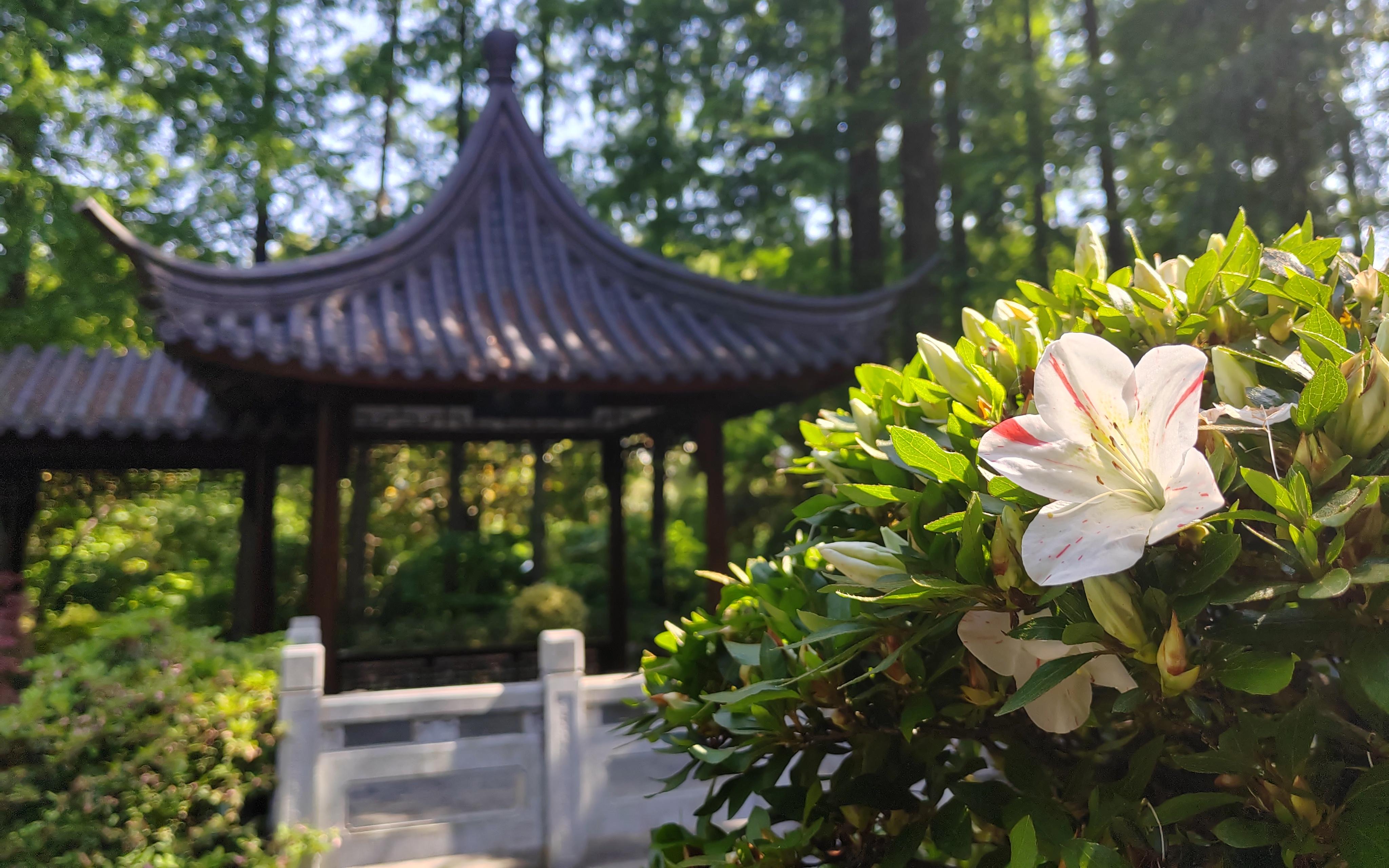 习习香从纸上来上海植物园全面提升兰文化