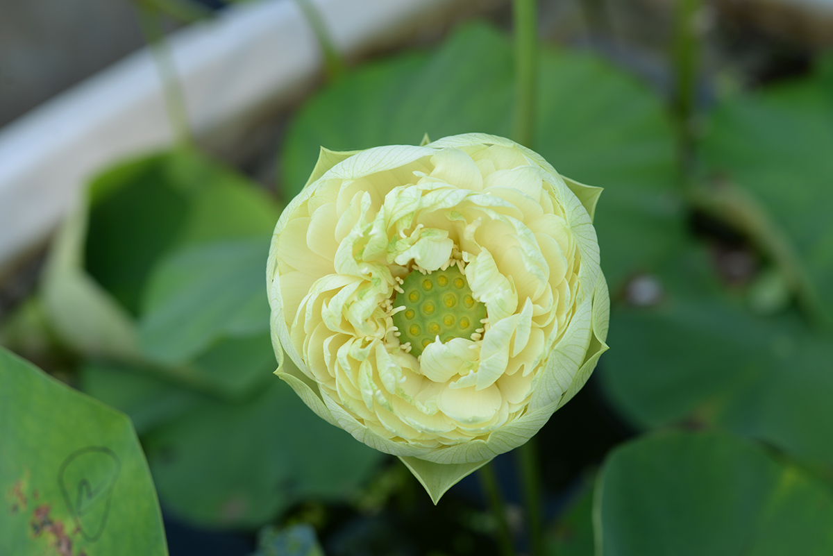 ‘绿如意’-DSC_3434.jpg
