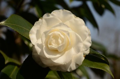 完全重版型.jpg 完全重版型.jpg