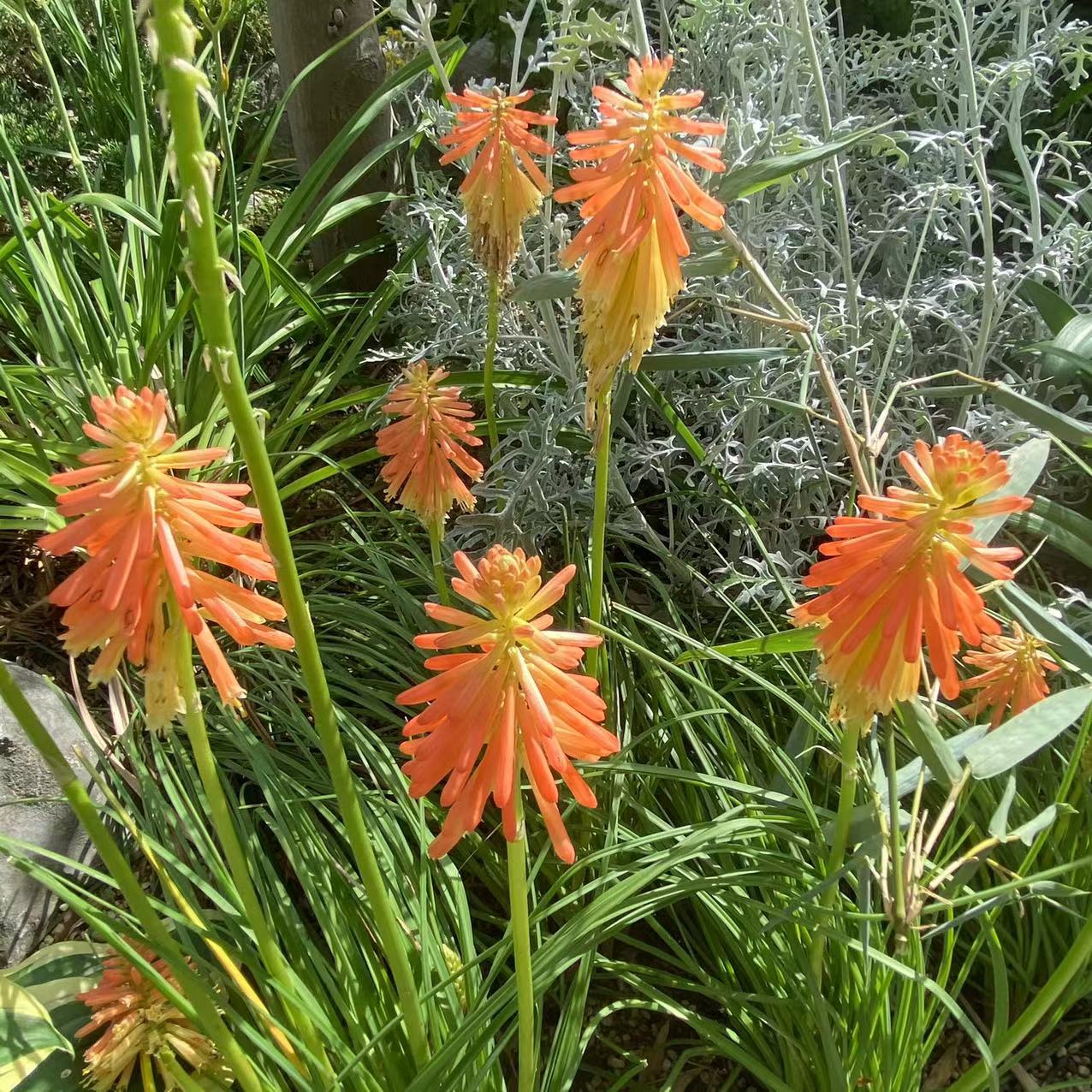 火把莲.jpg 火把莲.jpg