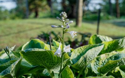 法兰西威廉 玉簪 (1).jpg