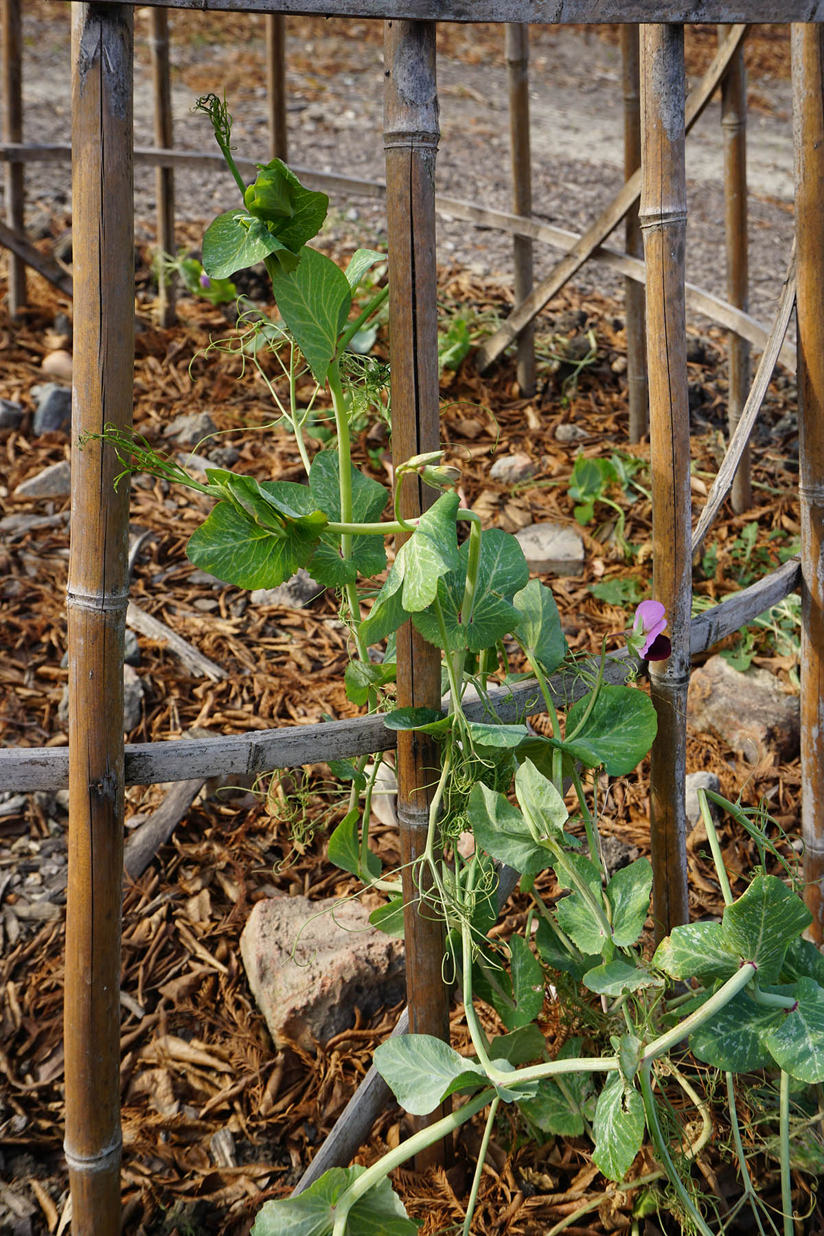 辰山植物园豌豆从嫩茎叶开启舌尖上的美味