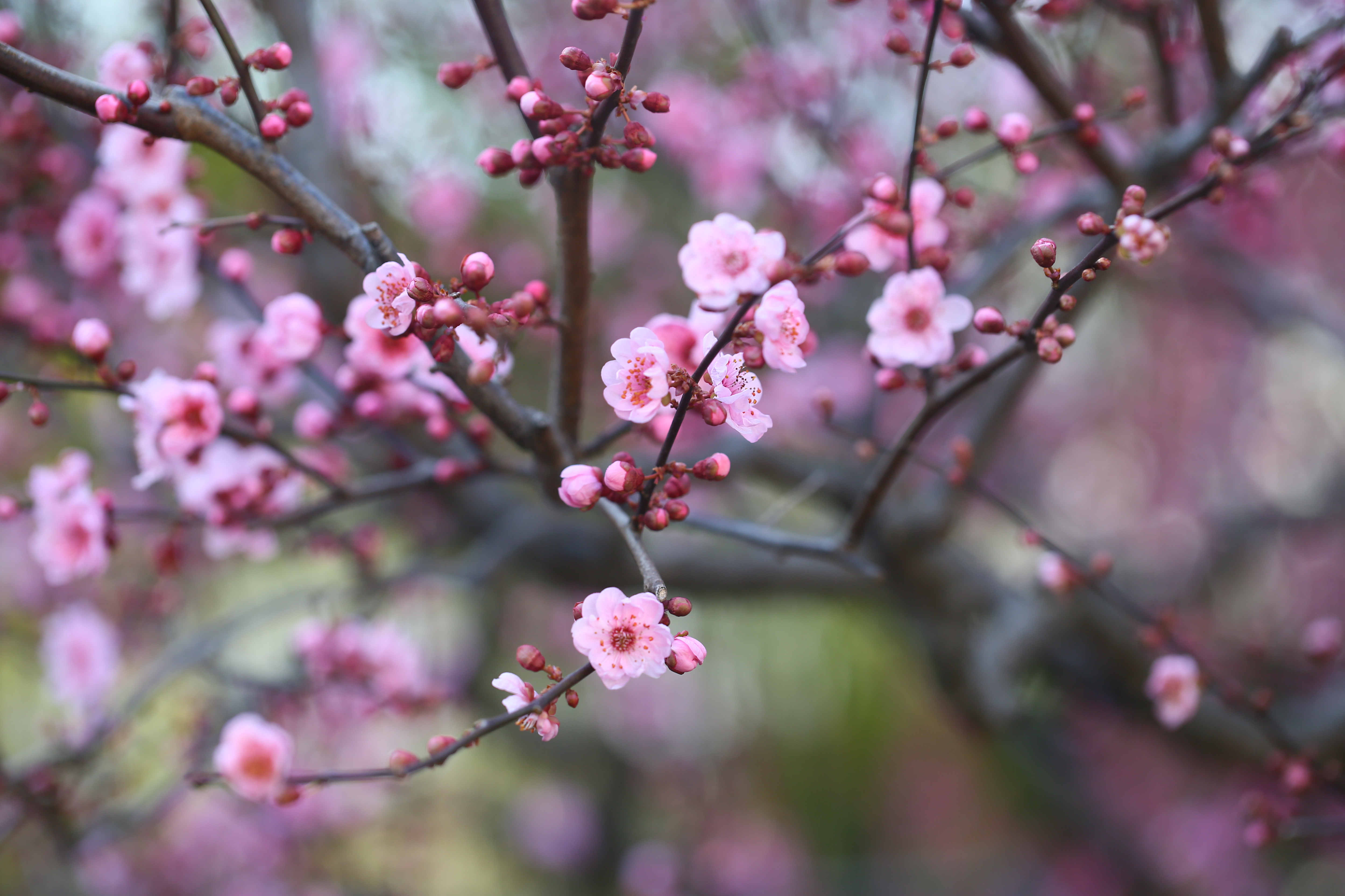 古猗园美人梅肆意绽放