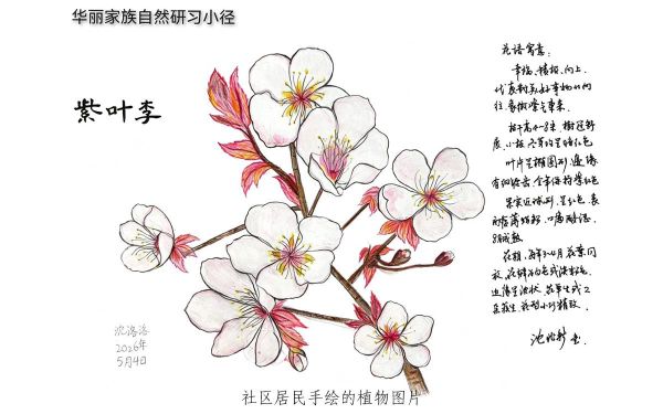 14_社区居民手绘的植物图片.jpg 14_社区居民手绘的植物图片.jpg