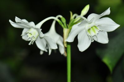 亚马逊水仙(南美水仙)4.jpg 亚马逊水仙(南美水仙)4.jpg