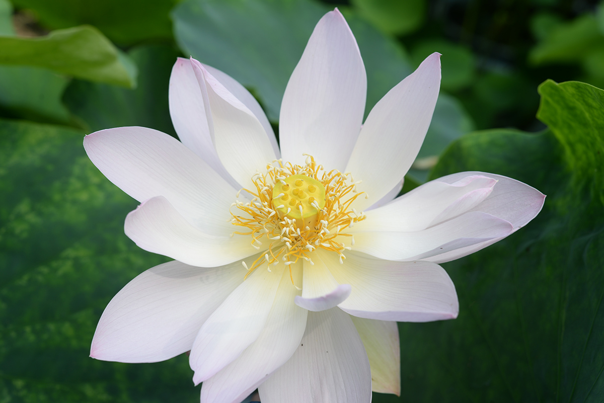 ‘瑶池之月’-DSC_3514.jpg