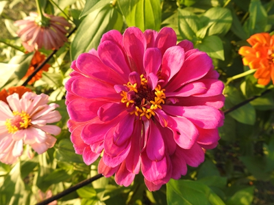 9、百日菊.jpg
