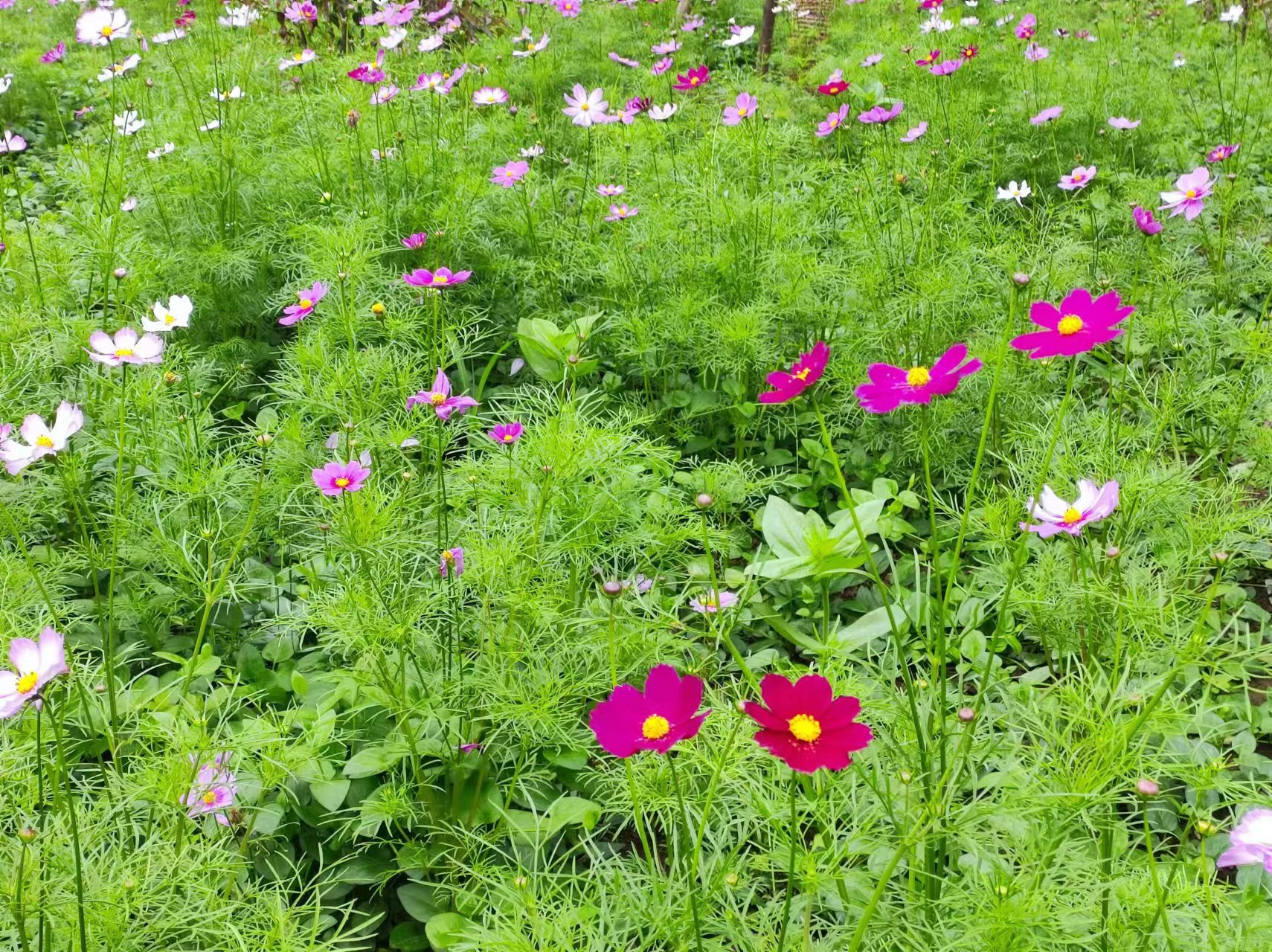 波斯菊2.jpg