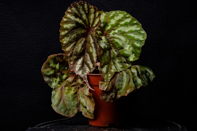 k531_1256_5300+08.jpg