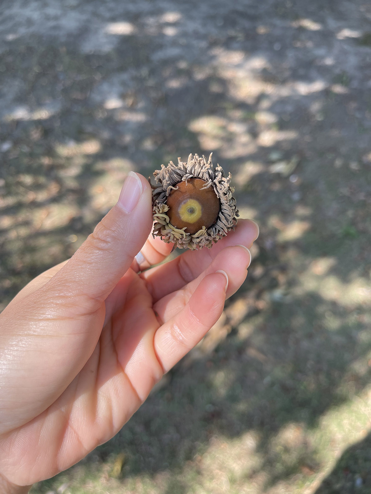来自大自然的馈赠——辰山植物园麻栎满地硕果 _上海花讯_上海市绿化和市容管理局
