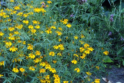 7芳香万寿菊--菊科万寿菊属 (2).jpg