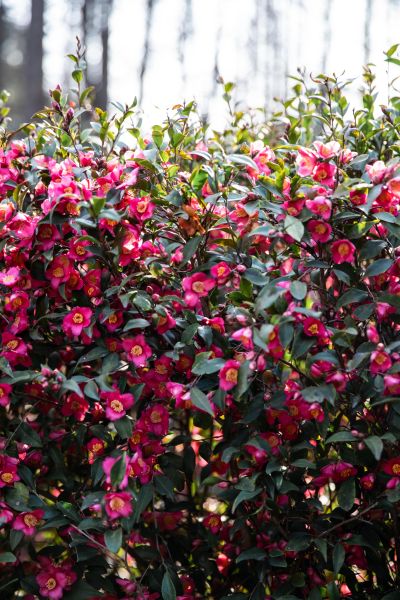 束花茶花迷宫 (2).jpg 束花茶花迷宫 (2).jpg