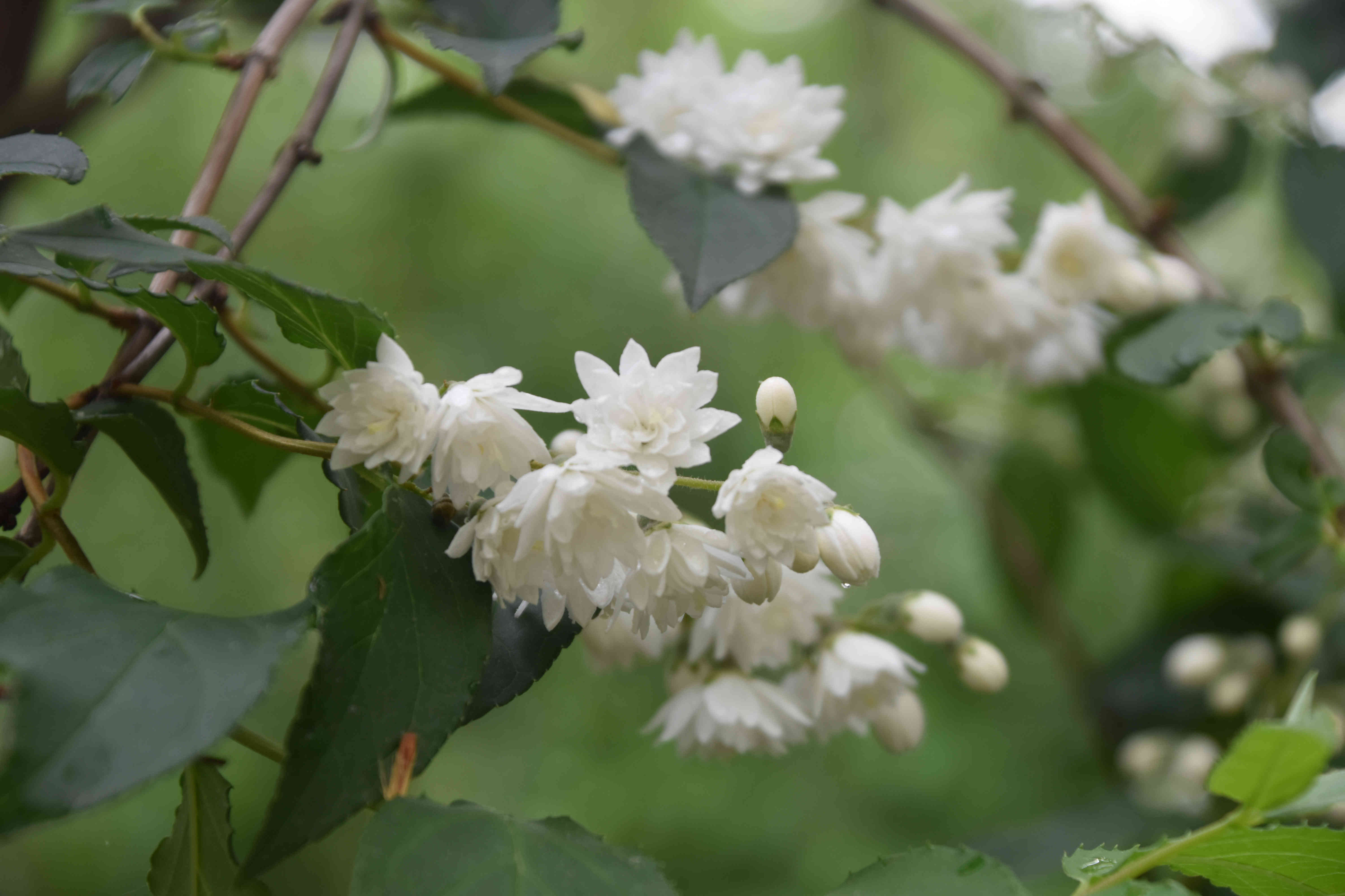 共青森林公园溲疏初放洁白似雪