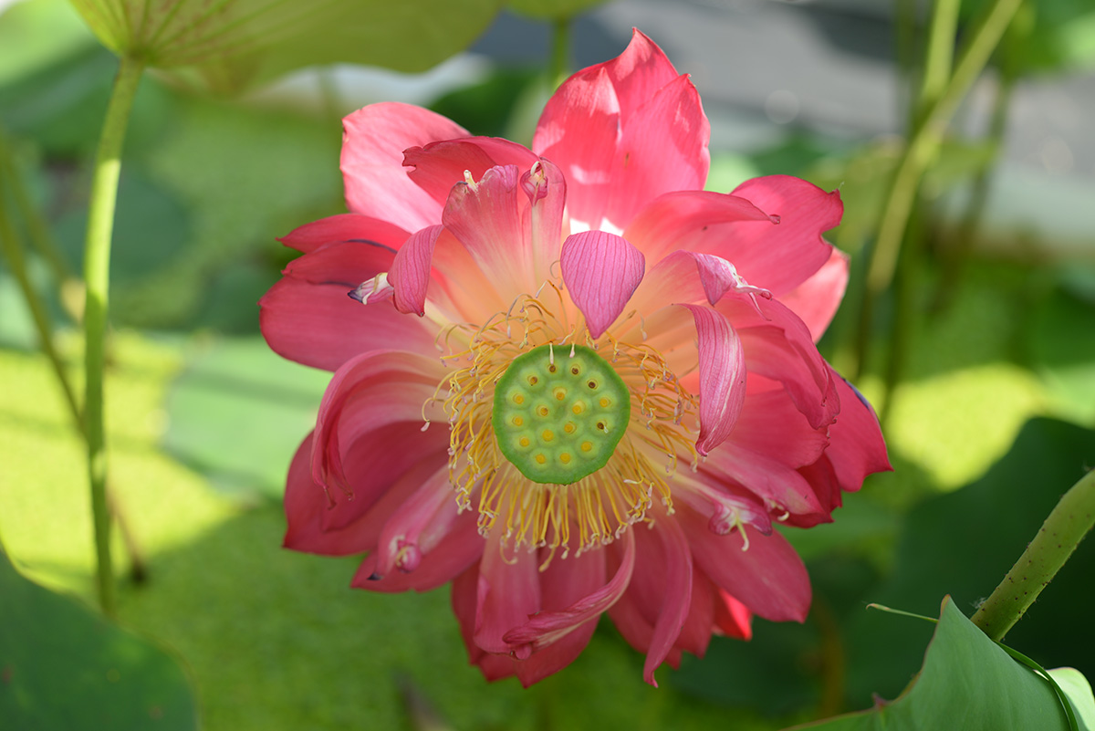 ‘金陵火都’-DSC_3303.jpg