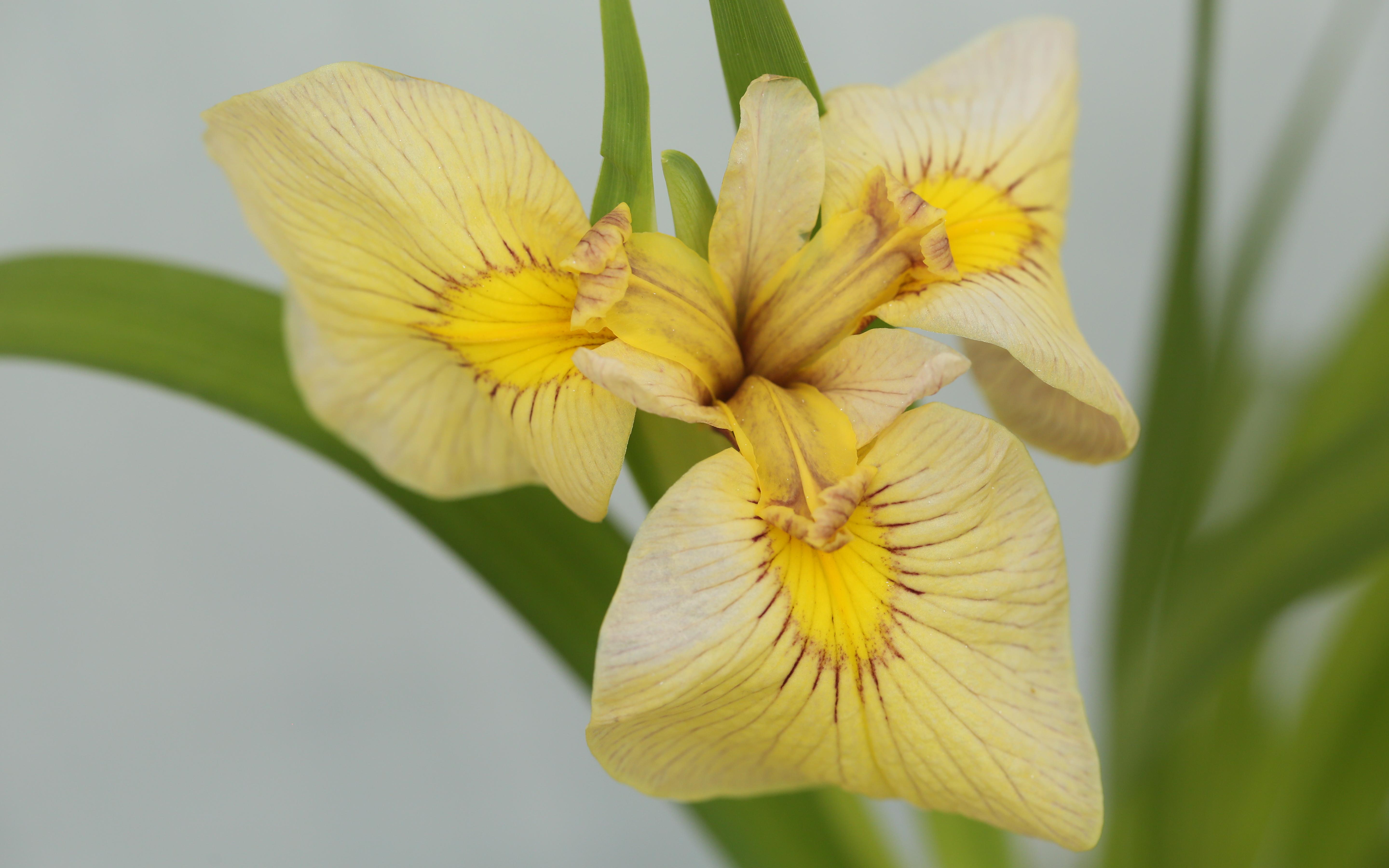 Cuimei Wang,Yuee Xiao_23-H001_Jinsui_flower_SPEC-X_2024_photobyCuimei Wang_2.JPG