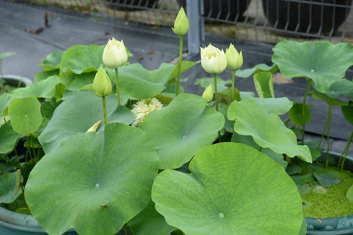 ‘金苹果’-DSC_2906.jpg