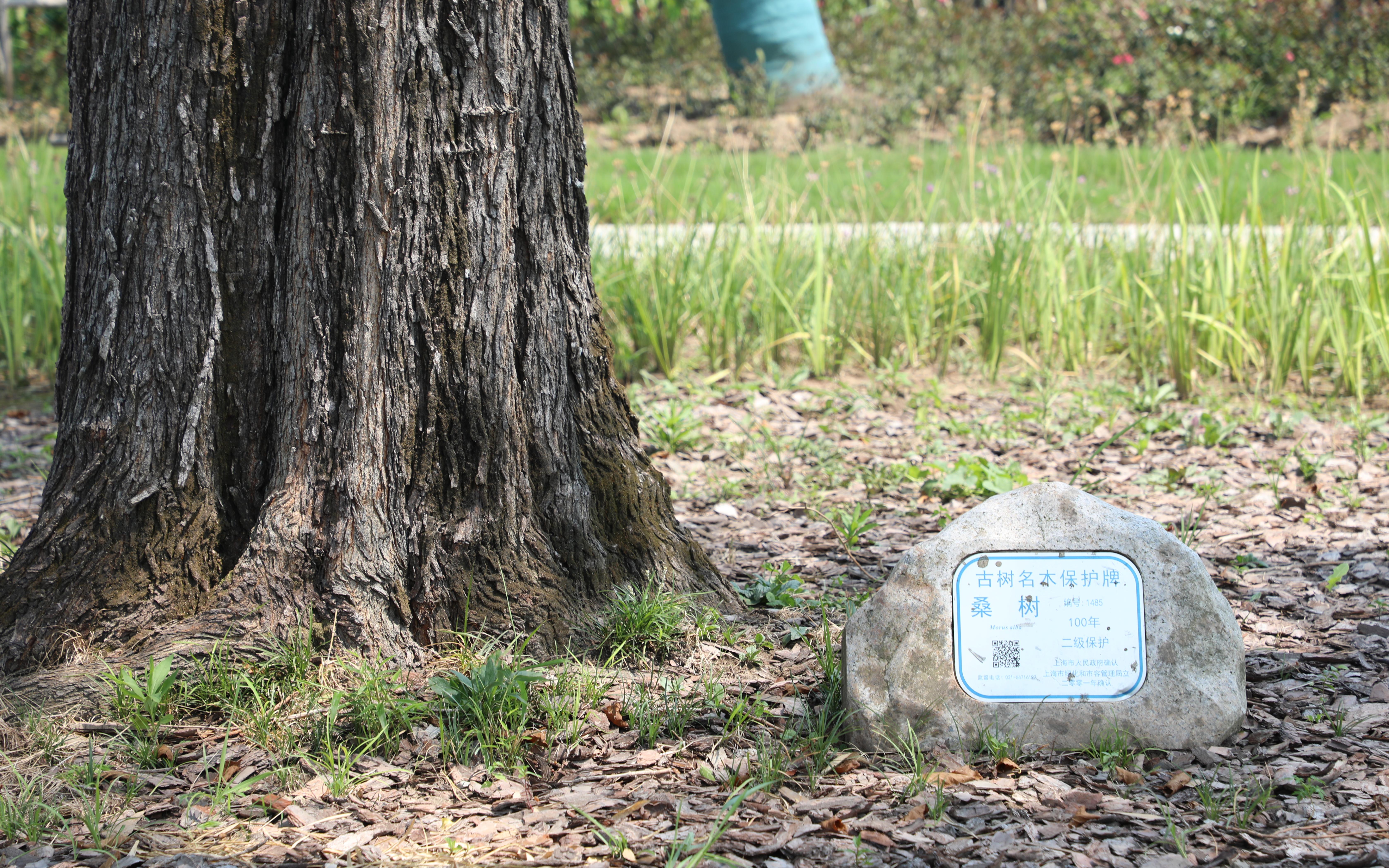 三株百年古桑有了家奉贤三桑园古树公园建成