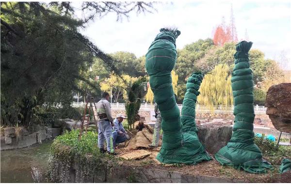 康健园包扎铁树2.jpg