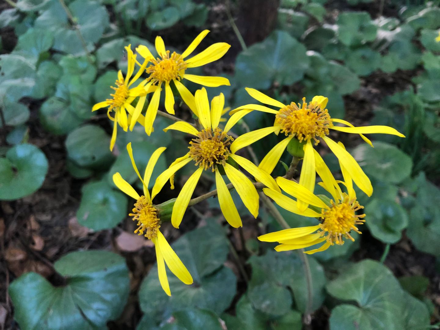 共青森林公园大吴风草花开,与菊展相映成趣